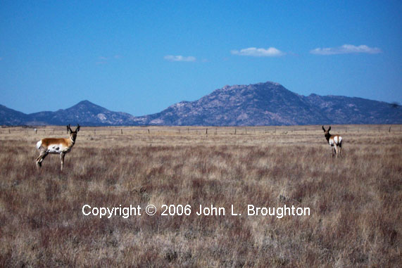 [ Pronghorn Pair ]