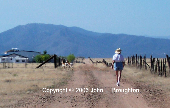 [ Walking with Pronghorn ]