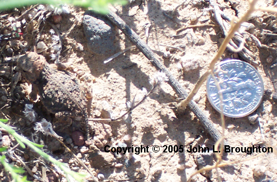 [ Baby Horned Toad ]