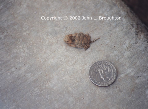 [ Baby Horned Toad ]