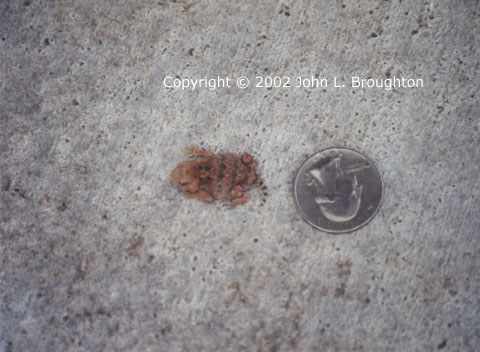 [ Baby Horned Toad ]