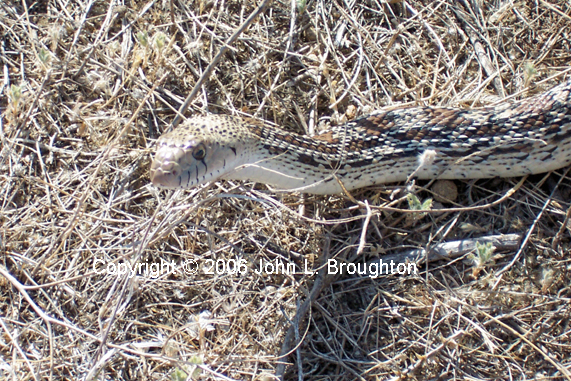 [ Bullsnake ]