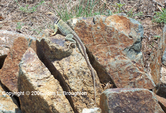 [ Common Collared Lizard]