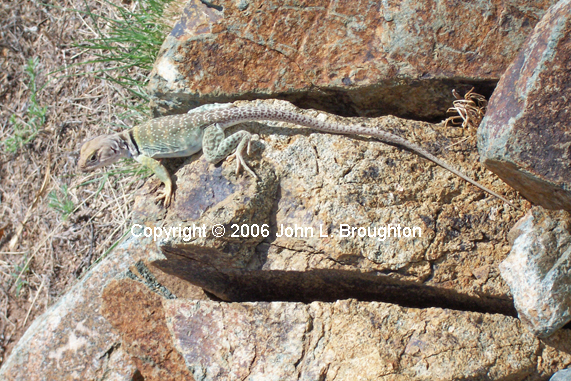 [ Common Collared Lizard ]