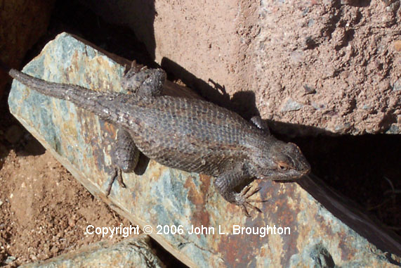 [ Desert Spiny Lizard ]