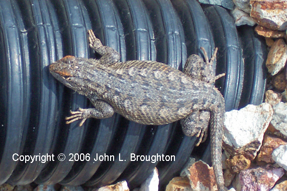 [ Desert Spiny Lizard ]