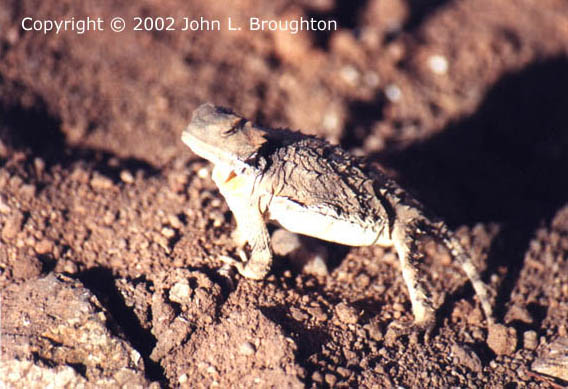 [ Horned Toad ]