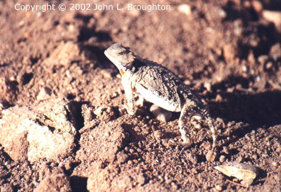 [ Horned Toad ]