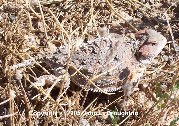 [ Horned Toad ]