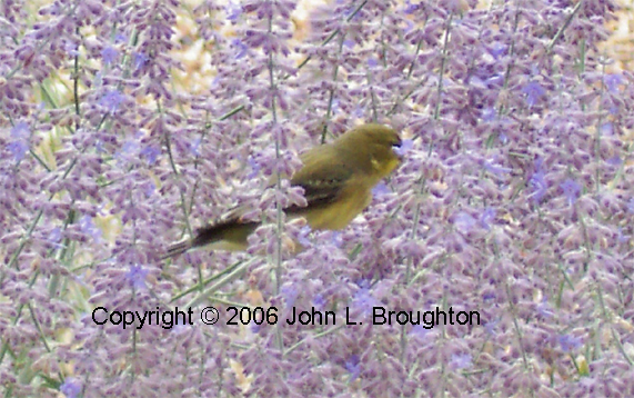 [ Lesser Goldfinch]