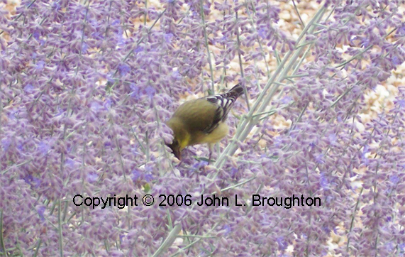 [ Lesser Goldfinch]