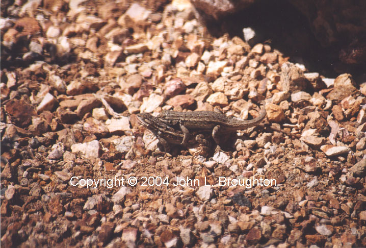 [ Plateau Fence Lizard ]