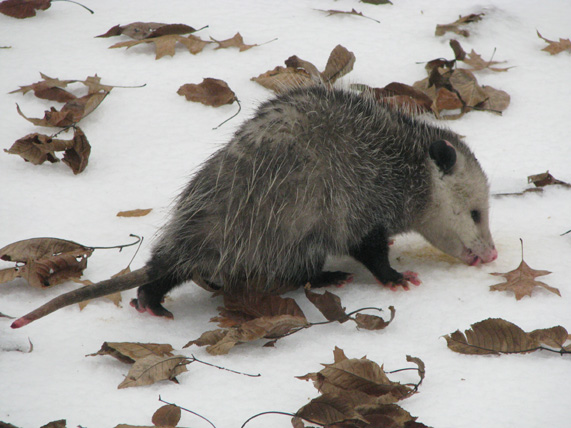 [ Opossum ]