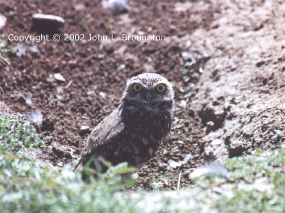 [ Burrowing Owl ]