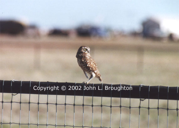 [ Burrowing Owl ]