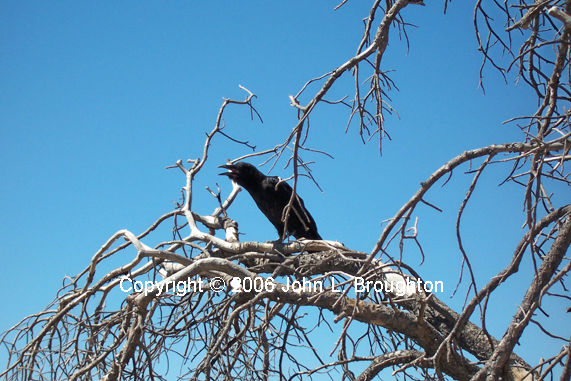 [ Raven in Tree ]