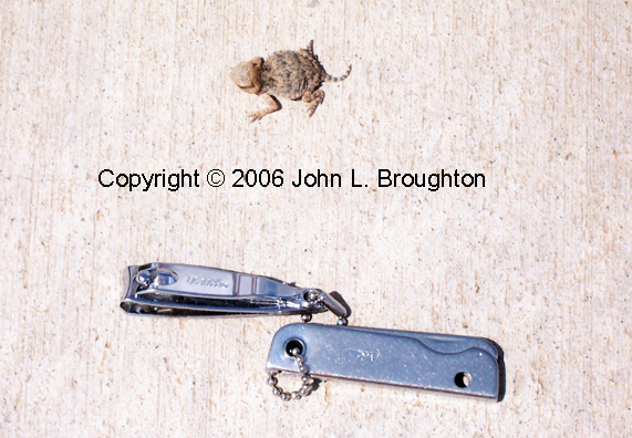 [ Baby Horned Toad ]