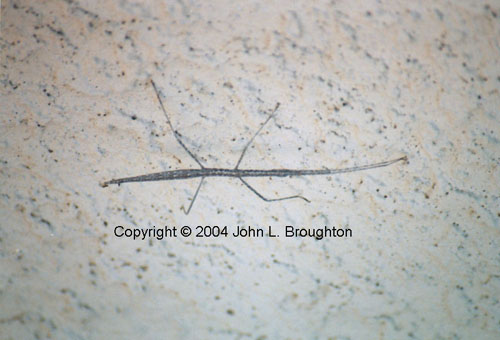 [ Stick Insect]